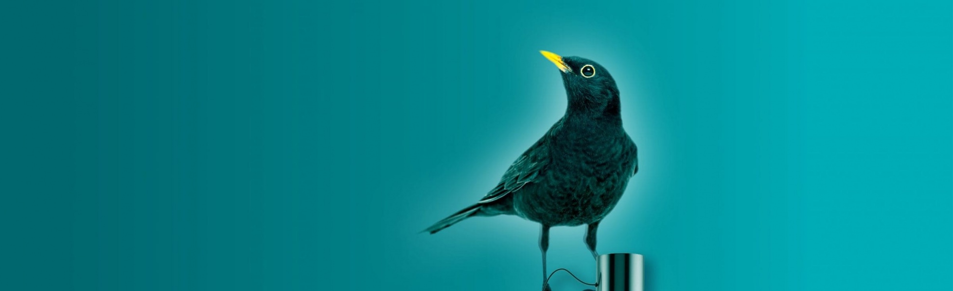 Blackbird-1960x600-1-scaled_1960x600_acf_cropped